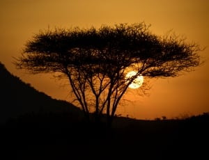 silhouette photograph of tree during sunset thumbnail