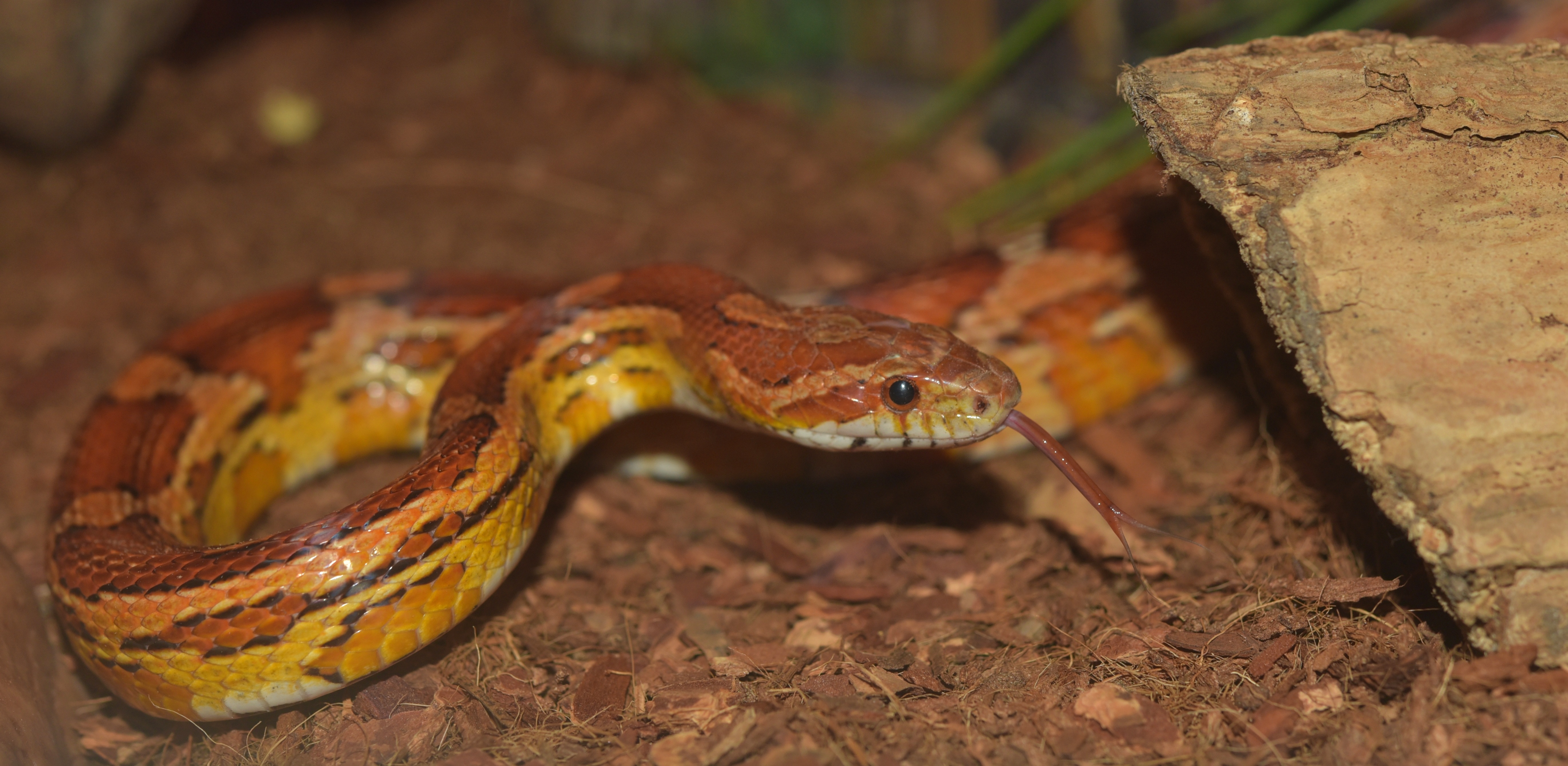 orange and yellow snake