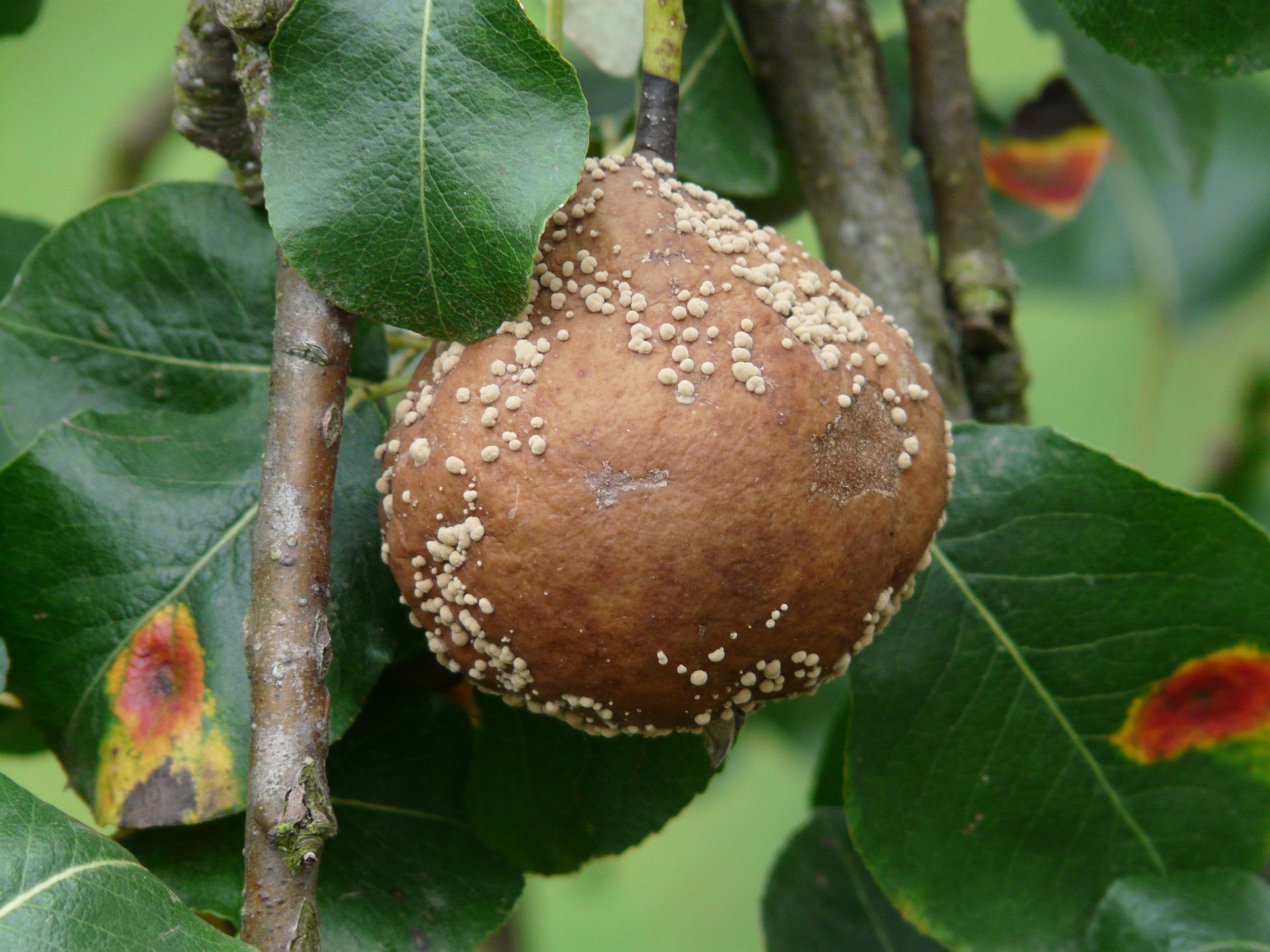 brown round fruit
