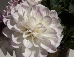white and purple petal flowers thumbnail