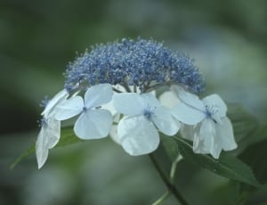 white and blue flower shallow focus photography thumbnail