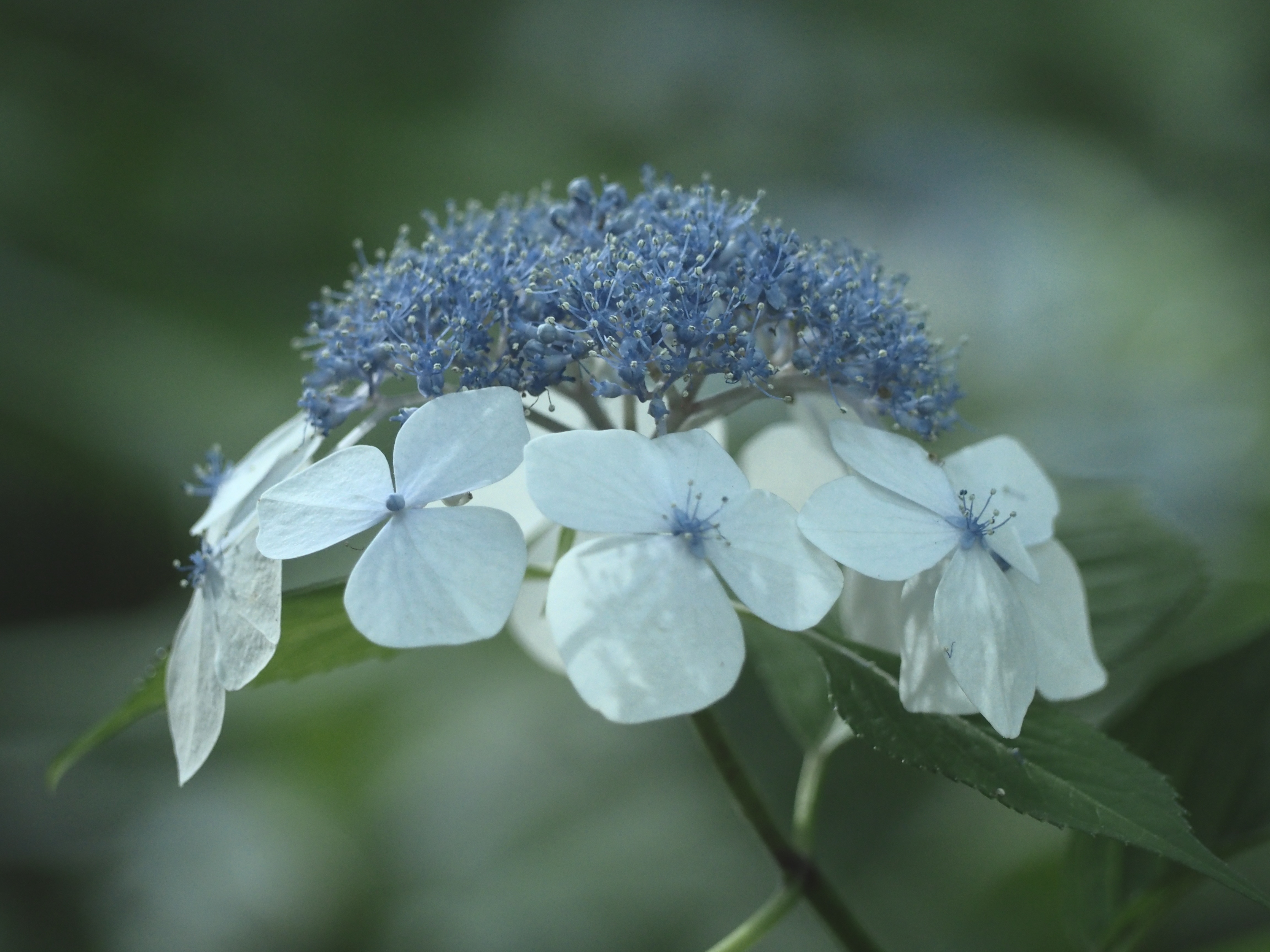 white and blue flower shallow focus photography