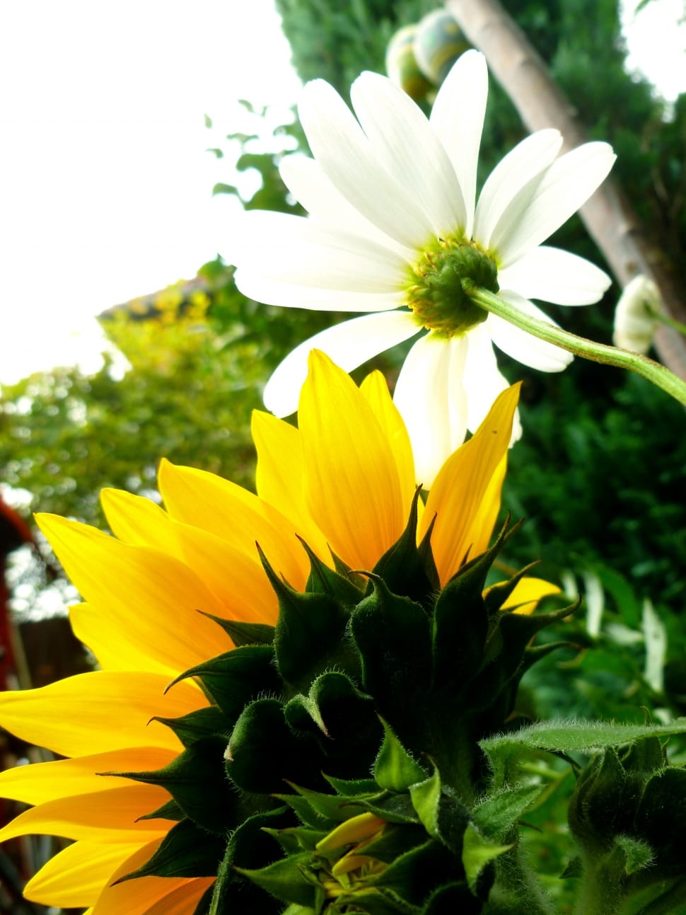 yellow sunflower and white daisy preview