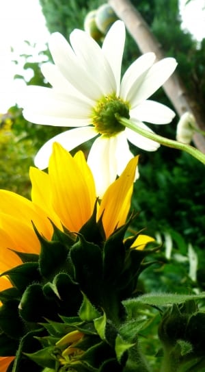 yellow sunflower and white daisy thumbnail