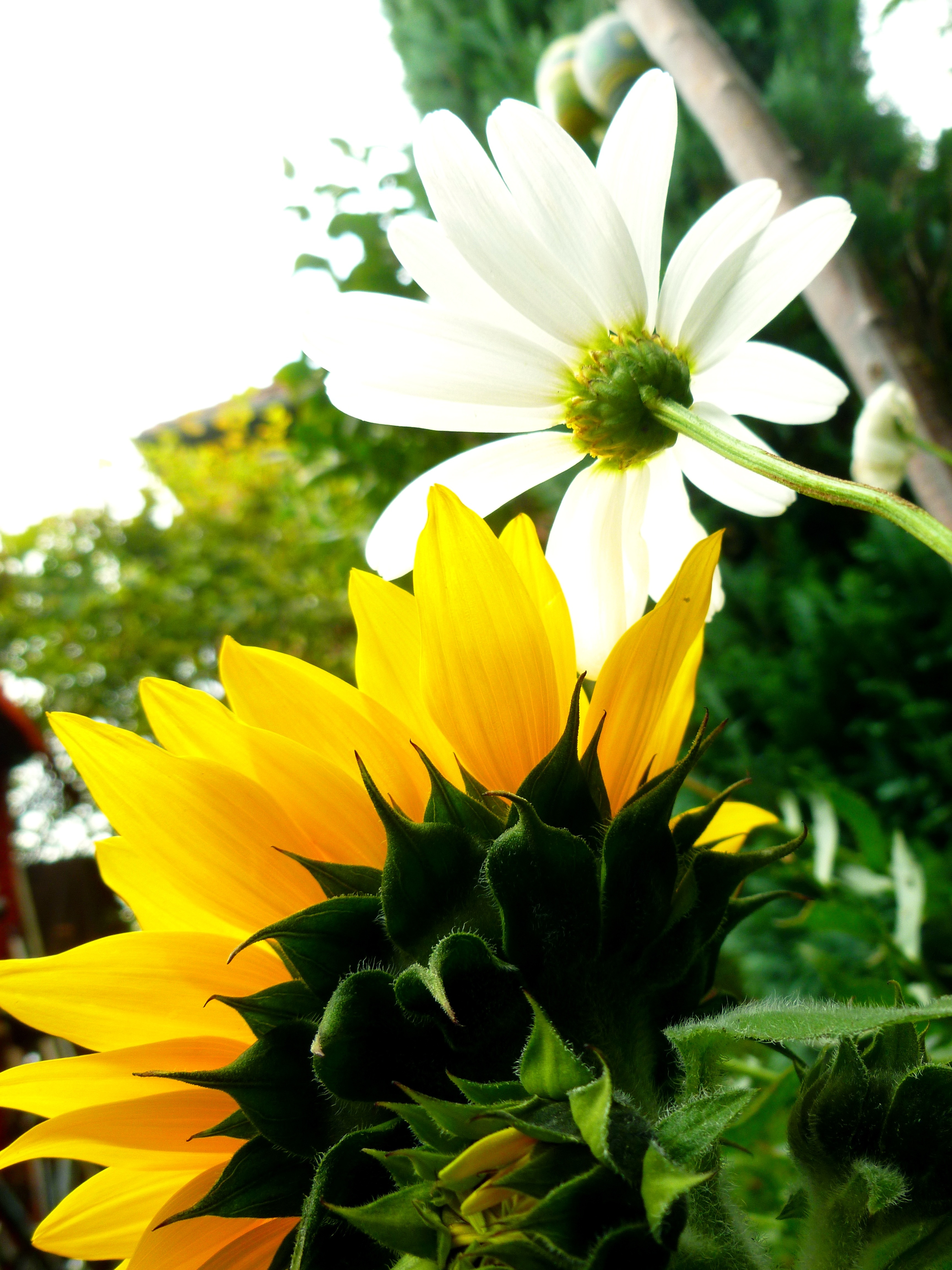yellow sunflower and white daisy