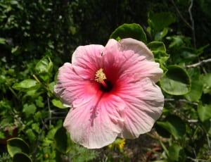 pink and white hibiscus thumbnail
