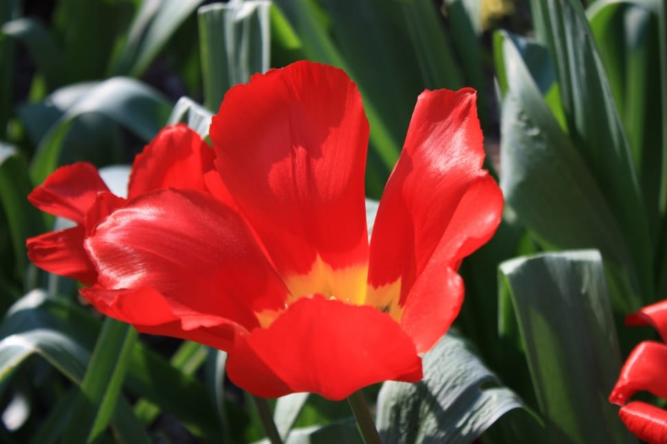 red tulips preview