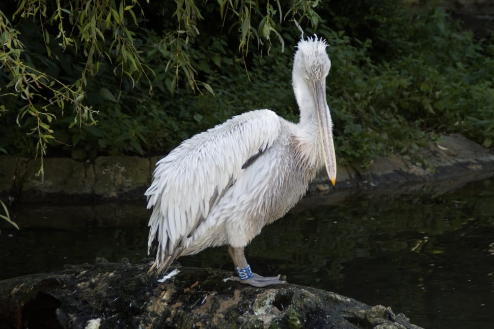 closeup photo of pelican preview