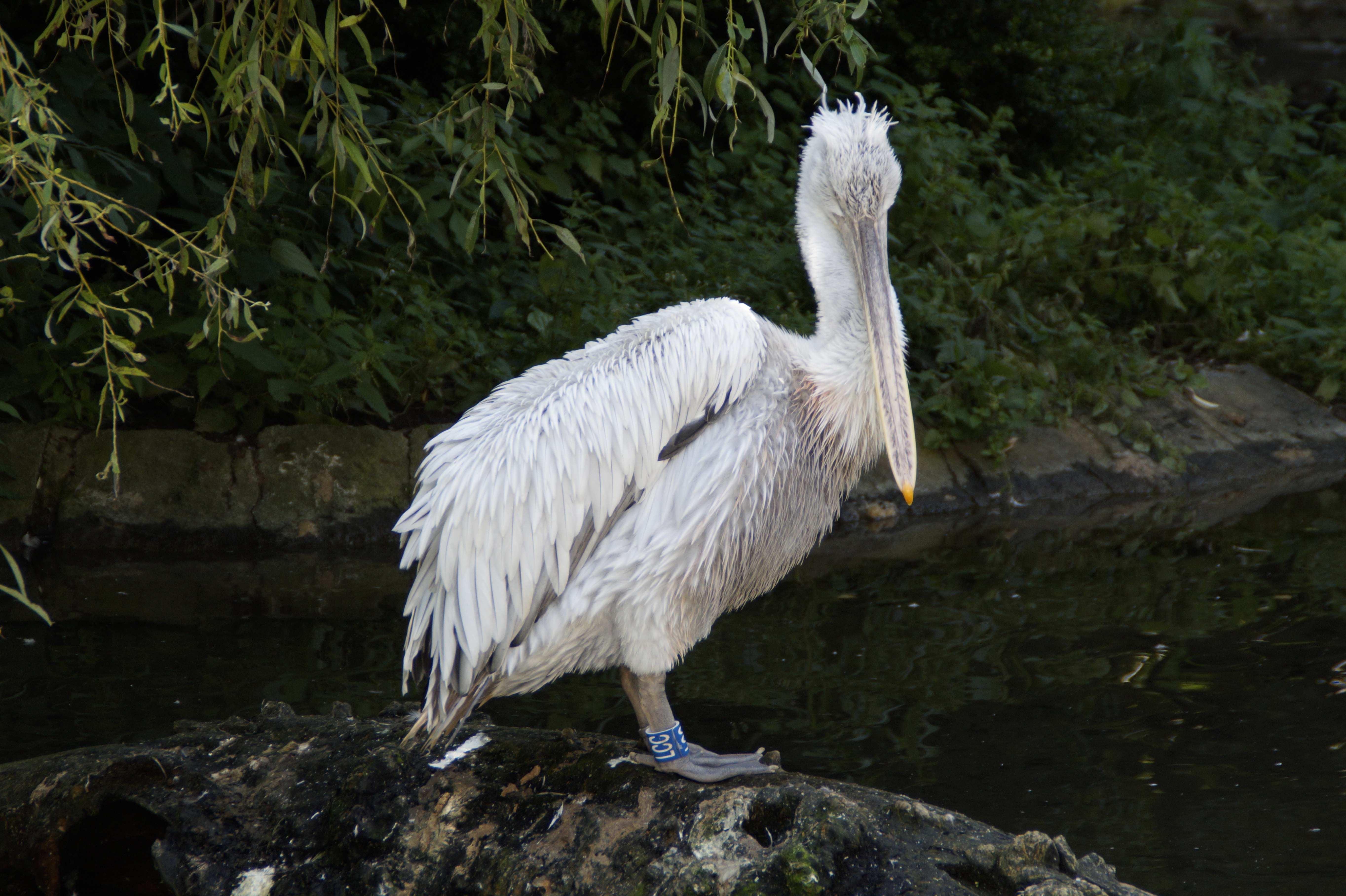 closeup photo of pelican