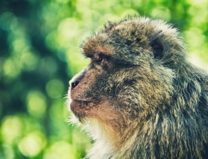 focus photo of monkey thumbnail