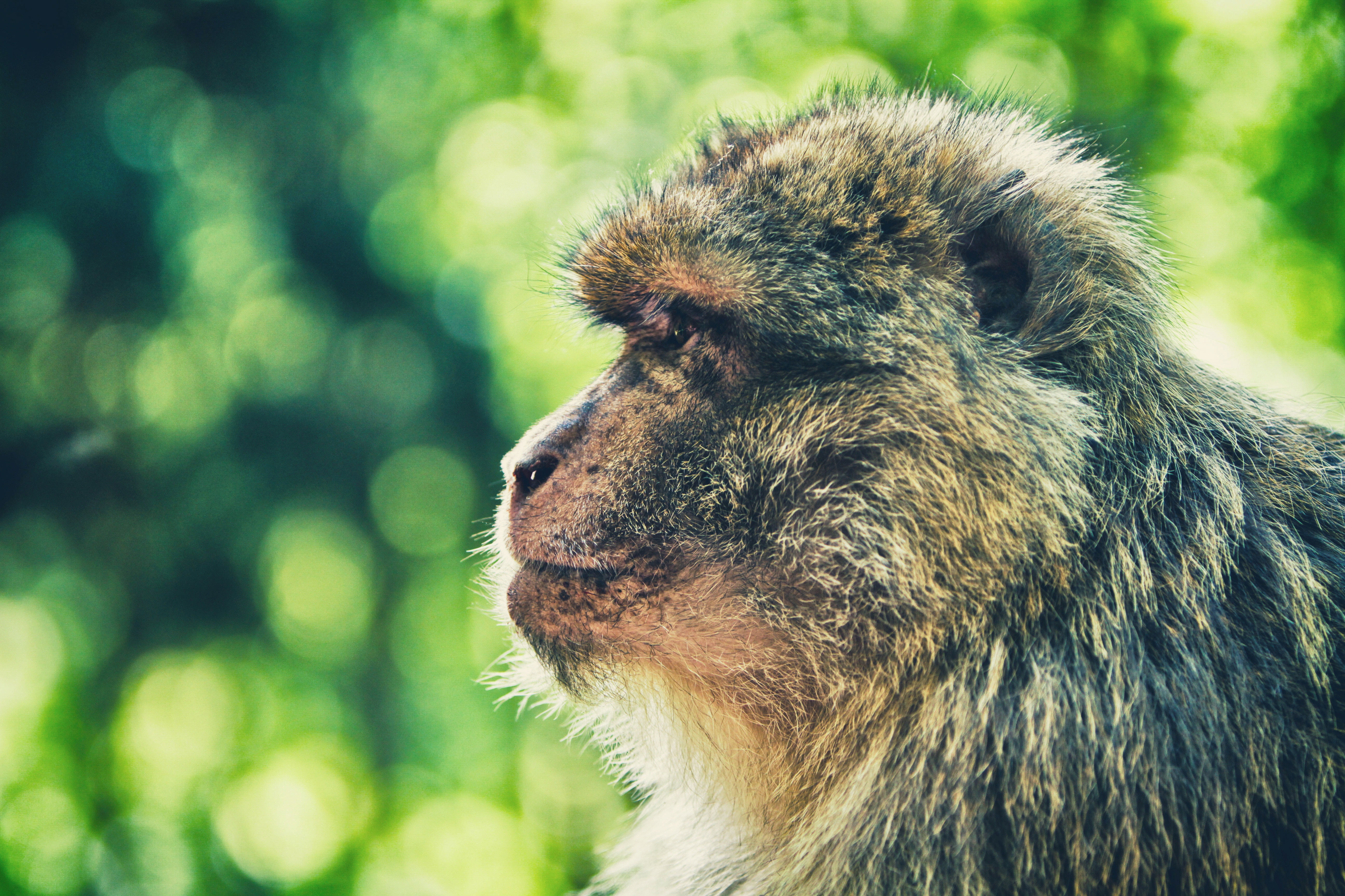 focus photo of monkey