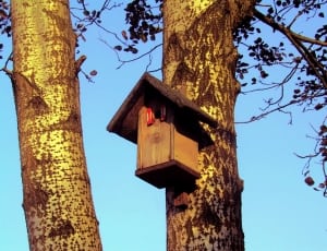 brown wooden bird house thumbnail