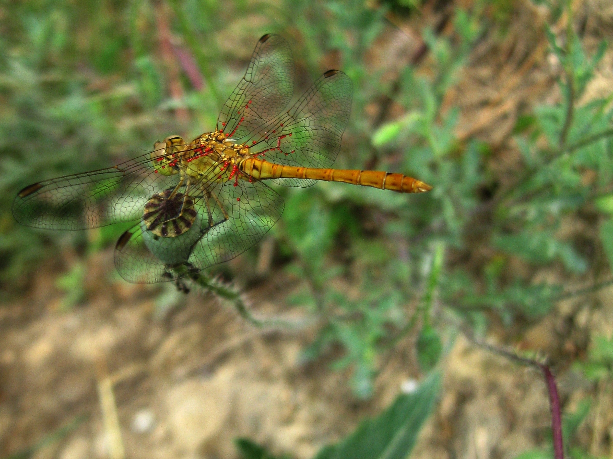 green and yellow dragonfly