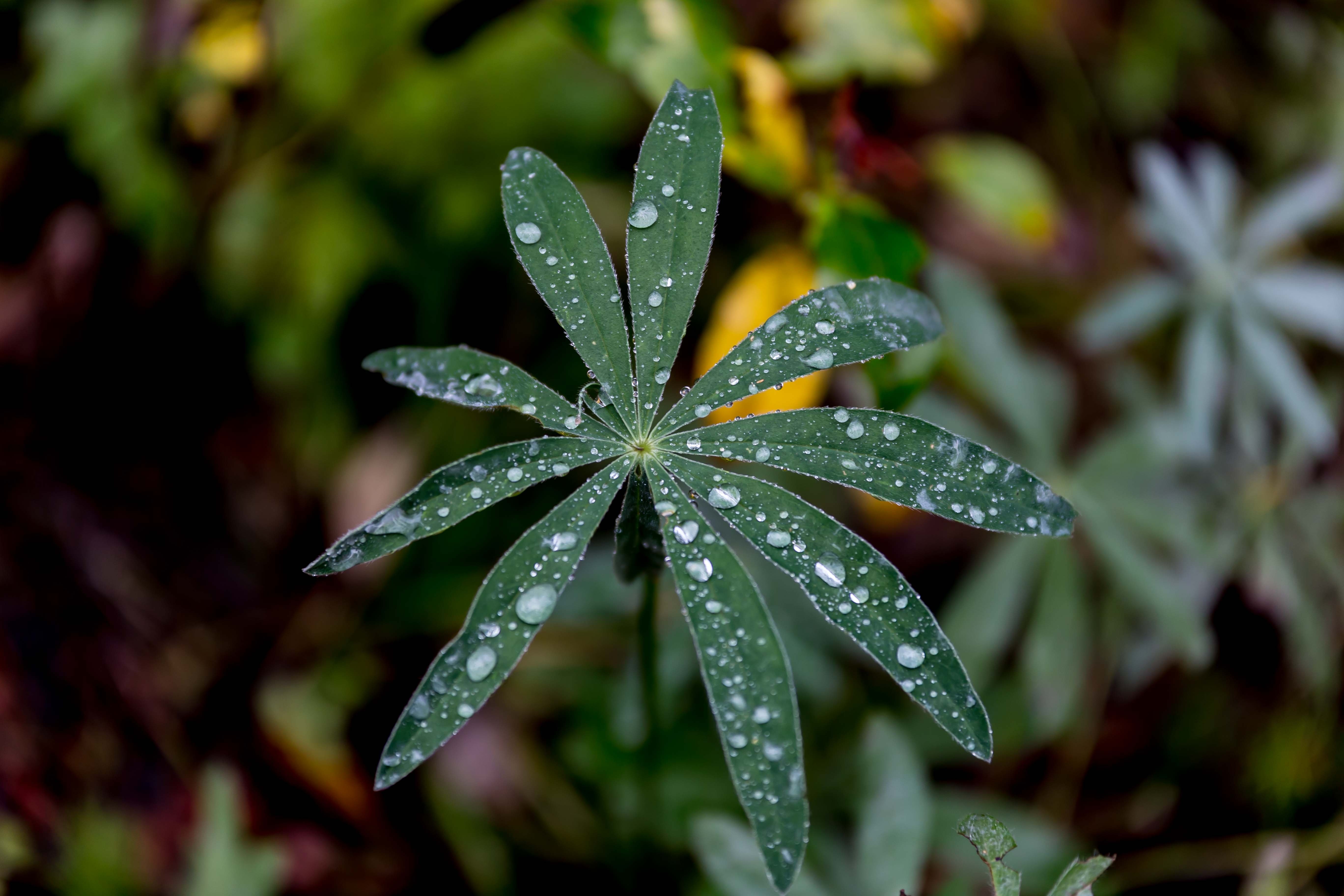 green petaled flowerf