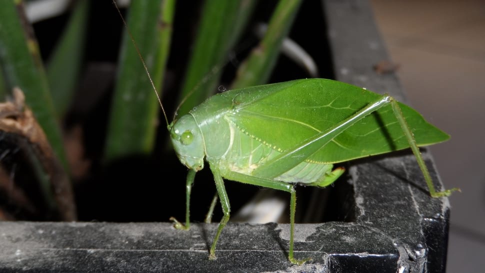 green grasshopper preview