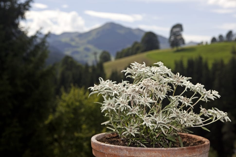 potted edelweiss flower free image | Peakpx