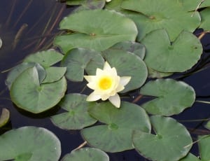 white sacred lotus flower thumbnail