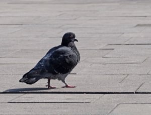 black and grey pigeon thumbnail