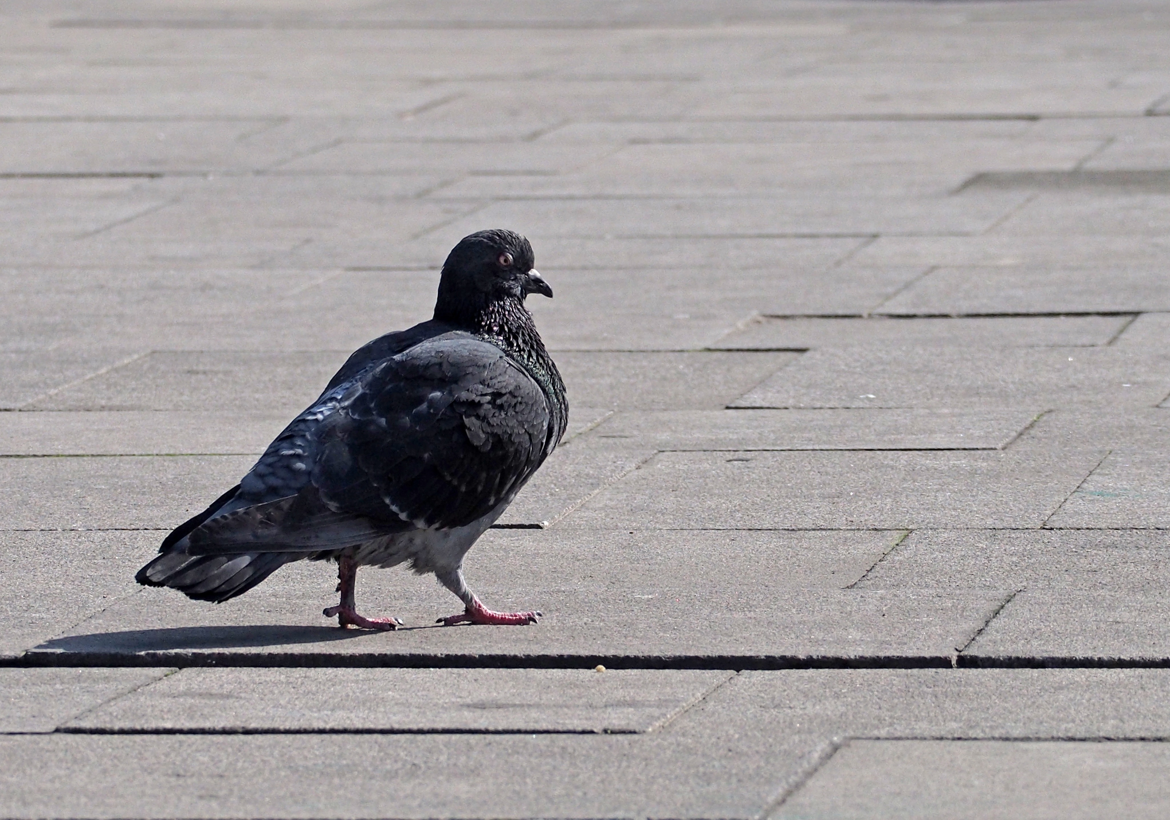 black and grey pigeon