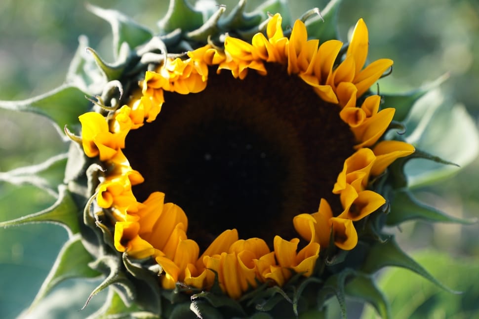 yellow green sunflower bud preview