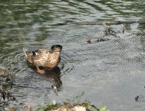 brown and grey Duck on the water during daytime thumbnail