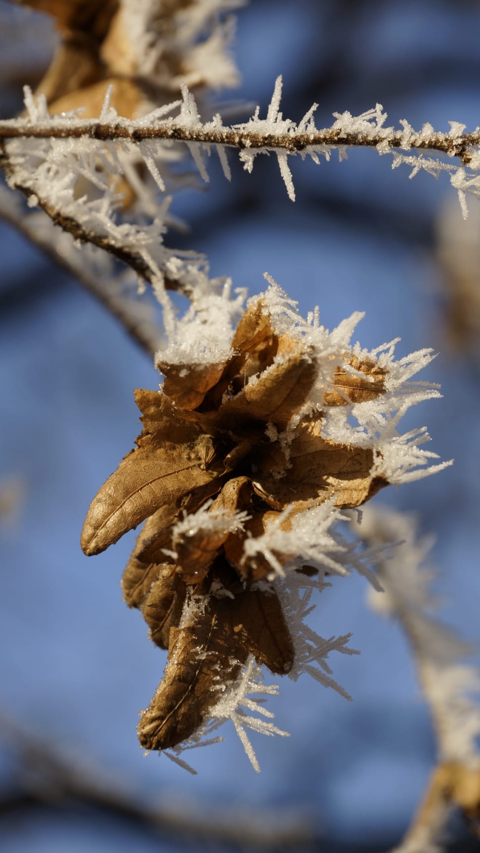 Leaf, Fruit, Seed, Leaves, Wilted, winter, nature preview