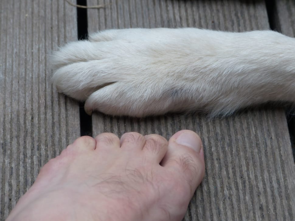 left human foot and dog foot preview