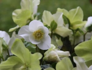 white poppy flowers thumbnail