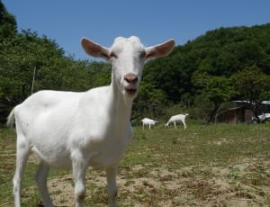 white goat thumbnail
