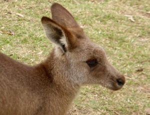 closeup photography of kangaroo thumbnail