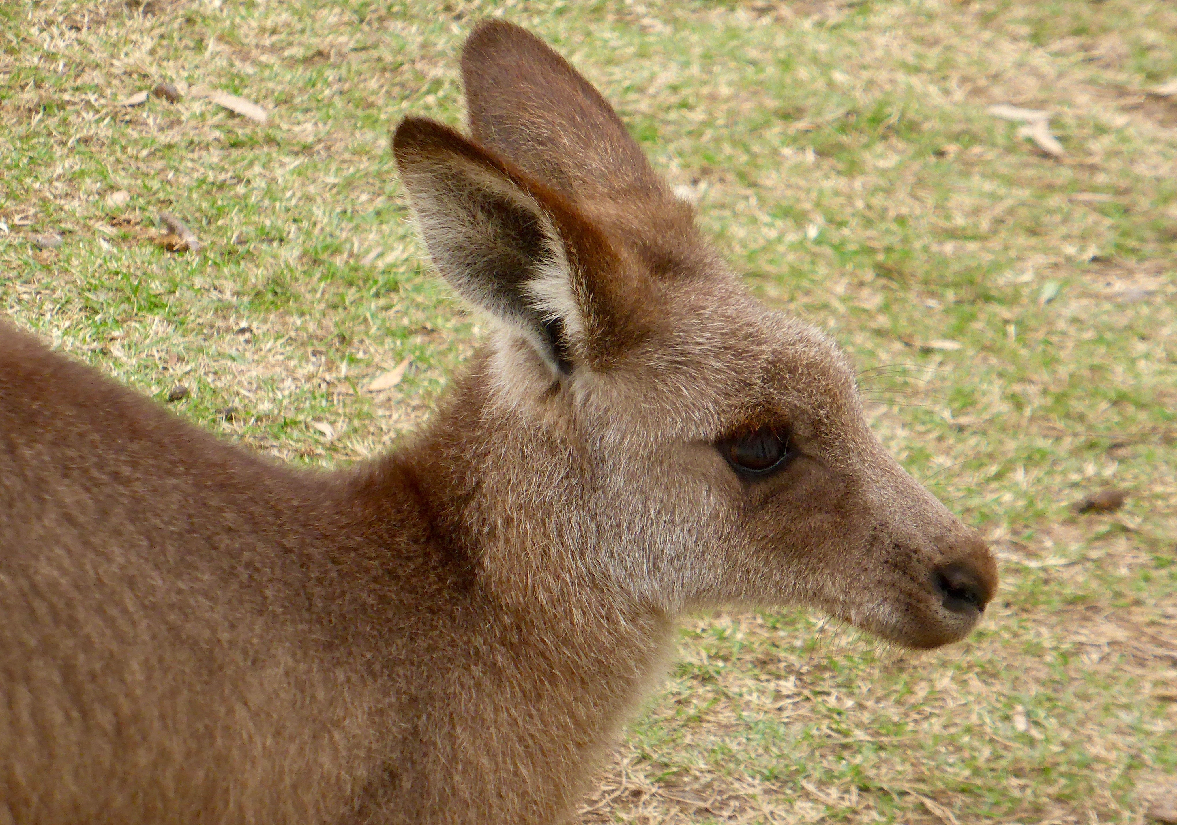 closeup photography of kangaroo