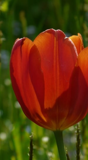 red petaled tulip flower thumbnail