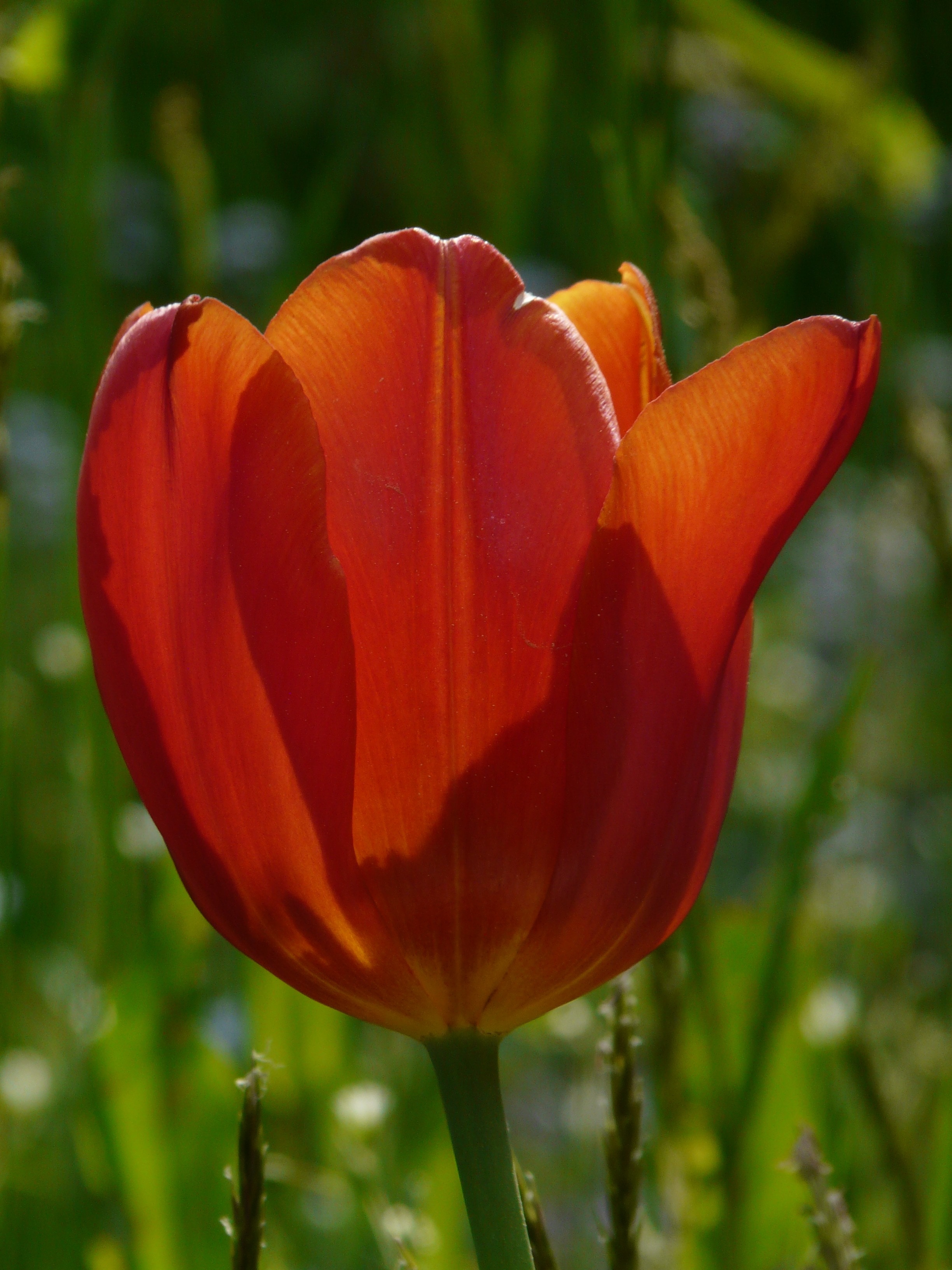 red petaled tulip flower