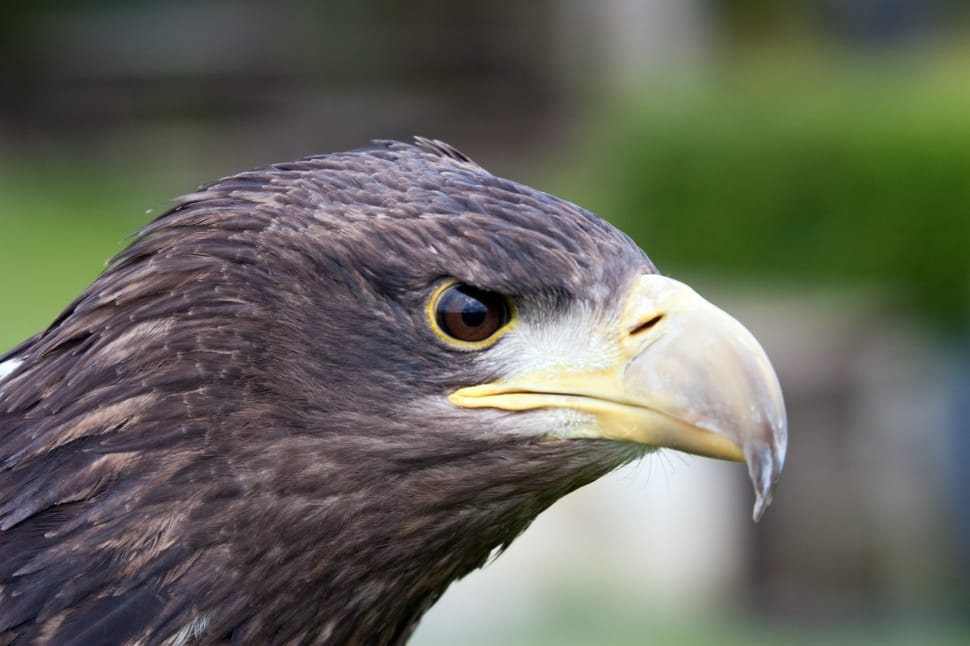 eagle head photo preview