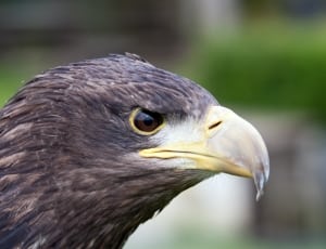 eagle head photo thumbnail