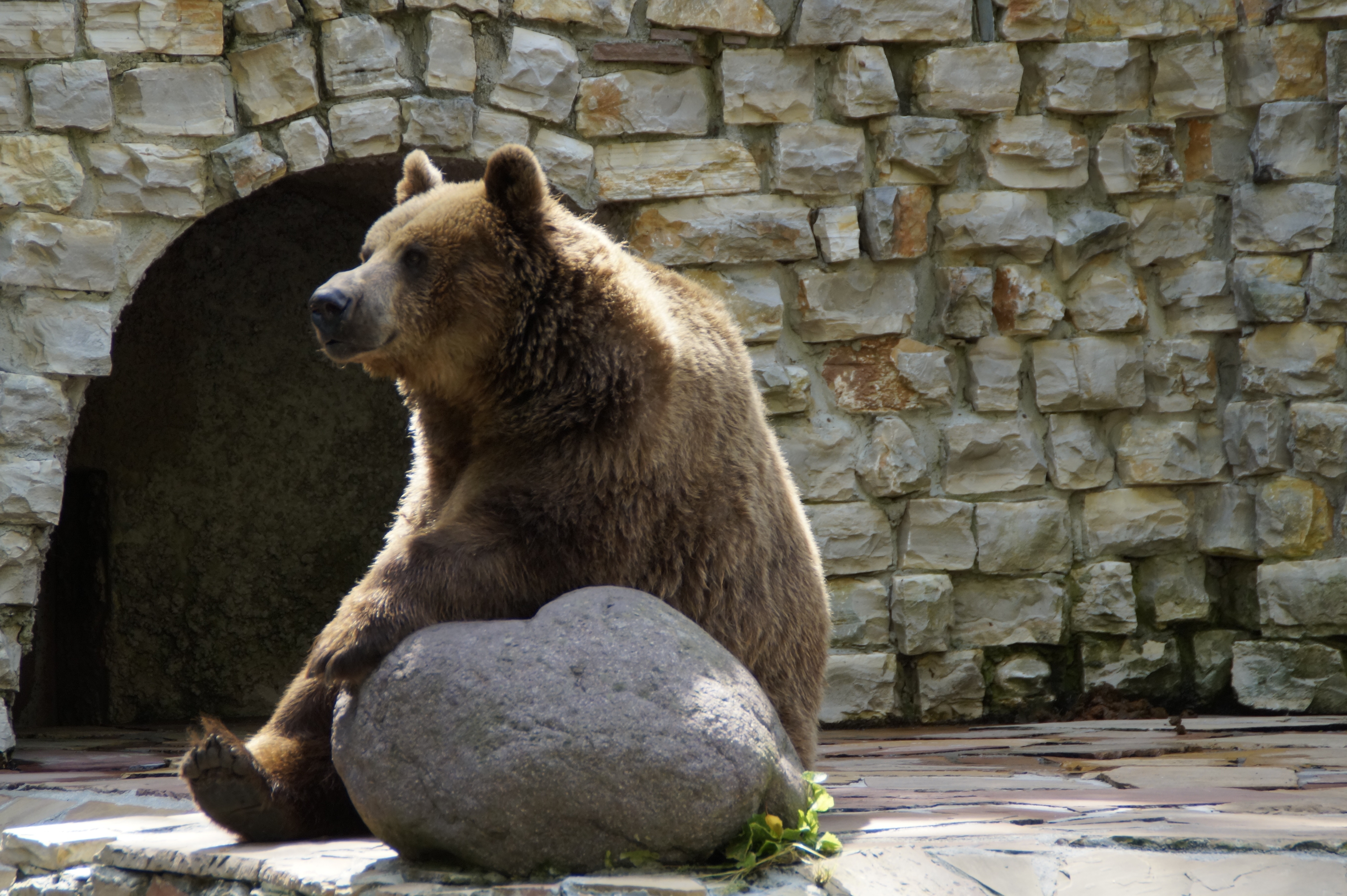 brown bear and grey stone