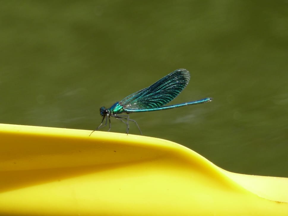 green dragonfly preview