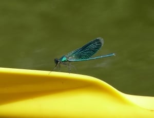green dragonfly thumbnail