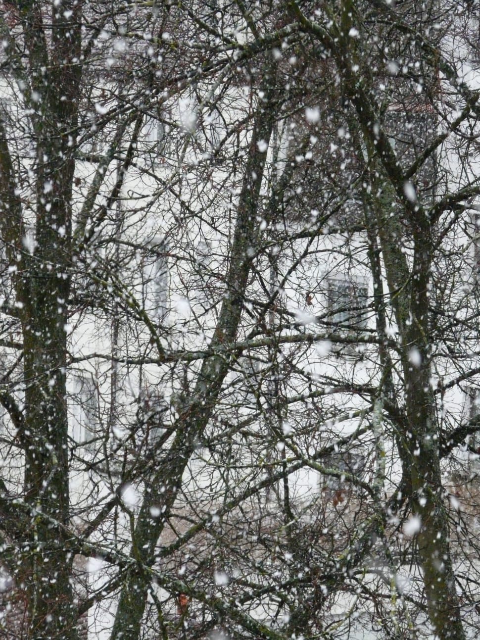 snow covered bare trees preview