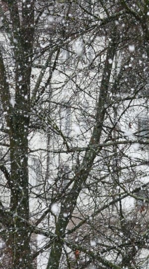 snow covered bare trees thumbnail