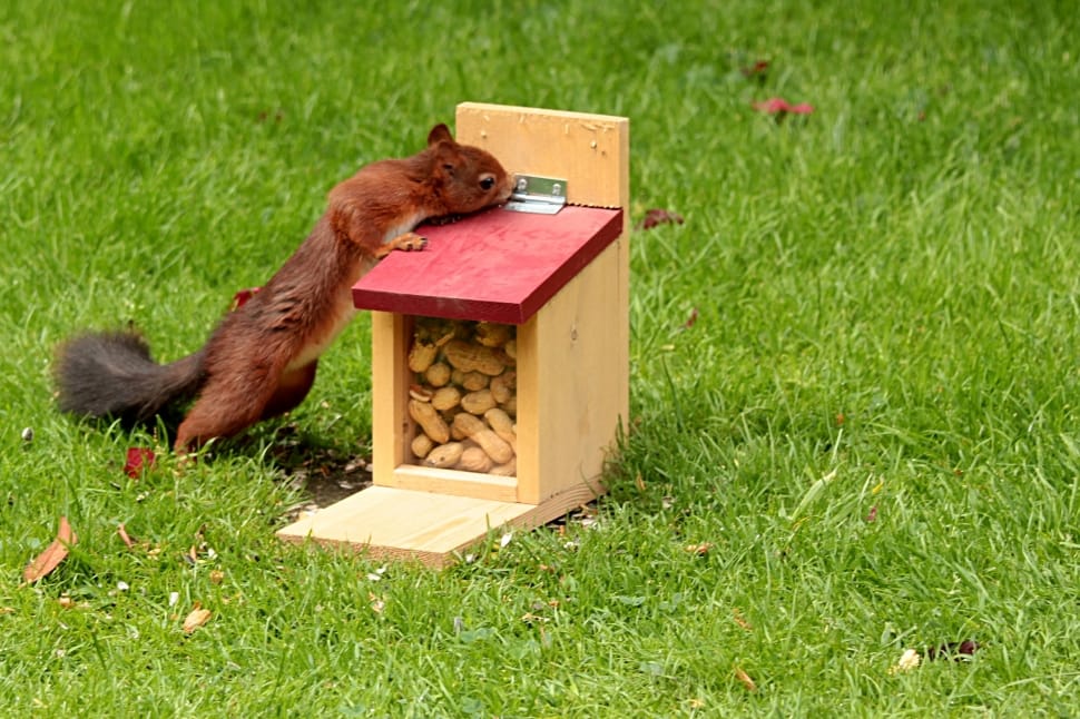 brown squirrel and brown wooden box preview