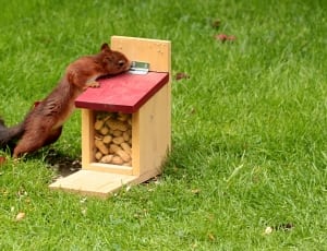 brown squirrel and brown wooden box thumbnail