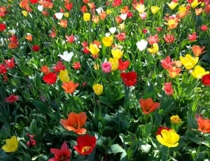 tulip flowers lot thumbnail