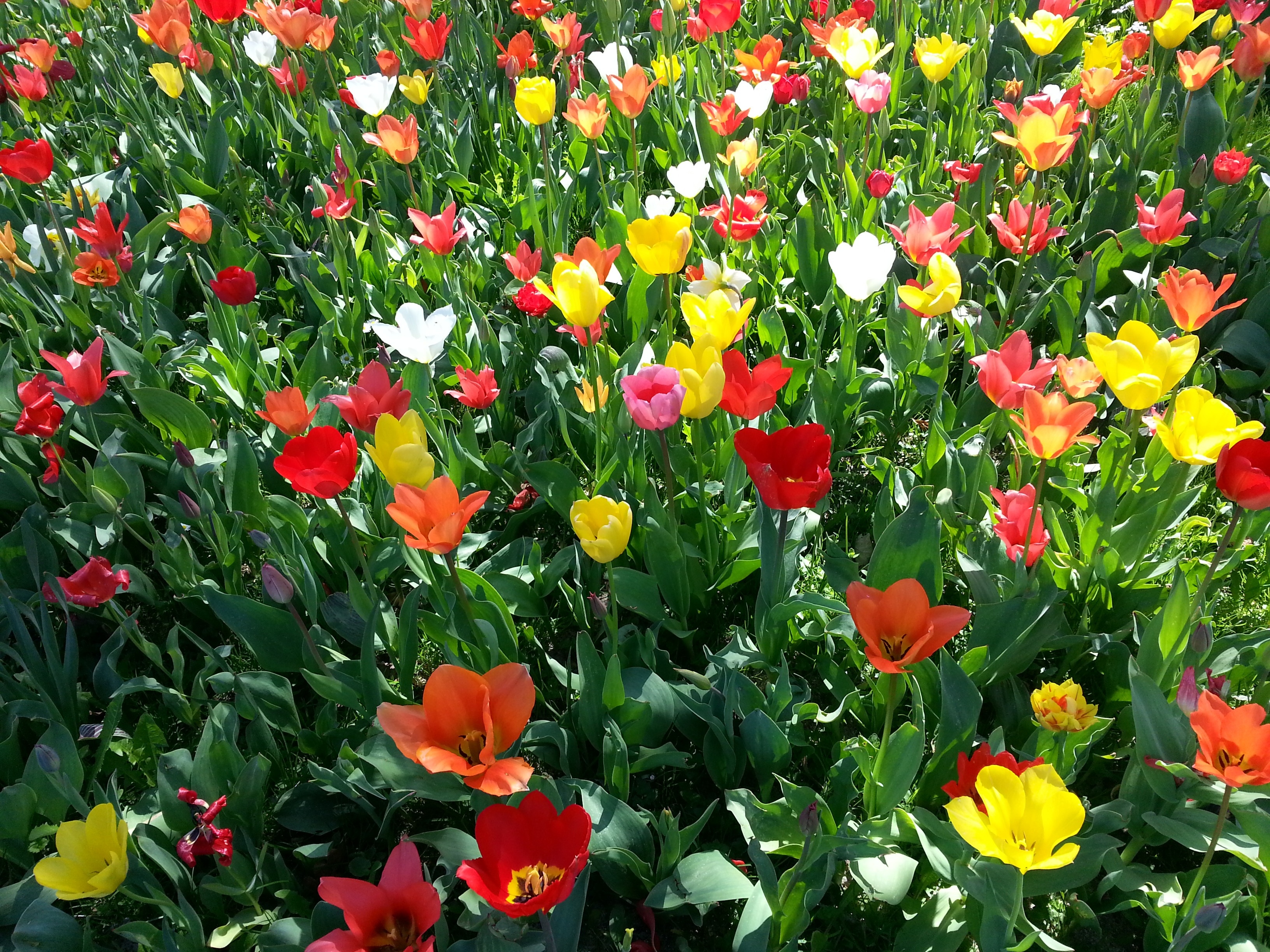 tulip flowers lot