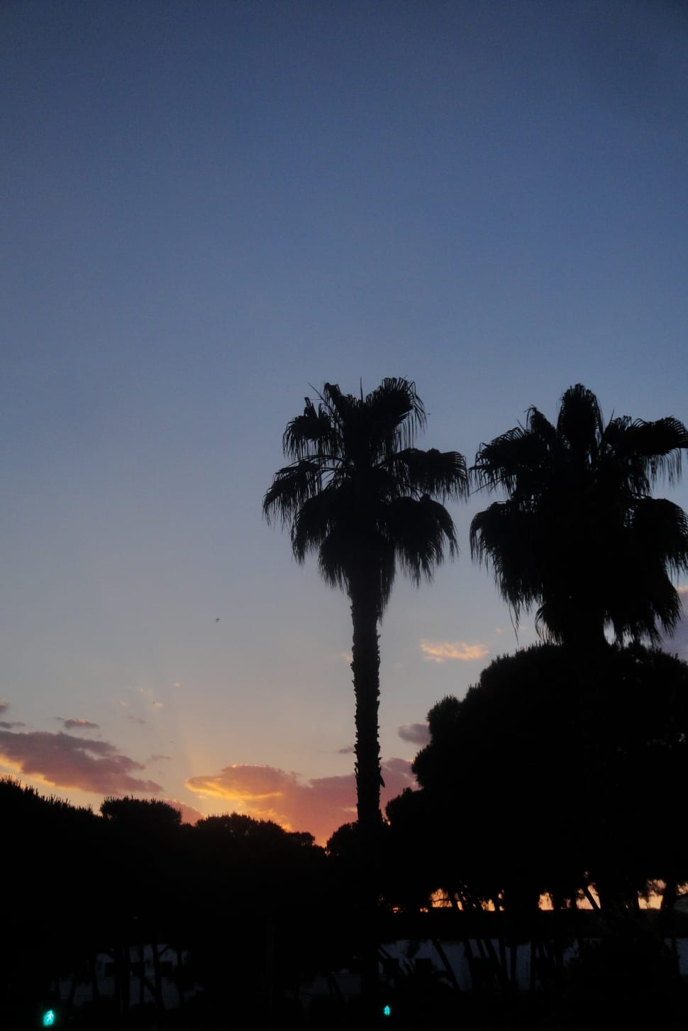 silhouette of coconut trees preview