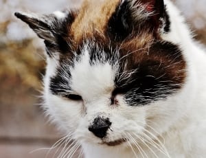 white black and orange tabby cat thumbnail