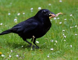 black raven on grass field thumbnail