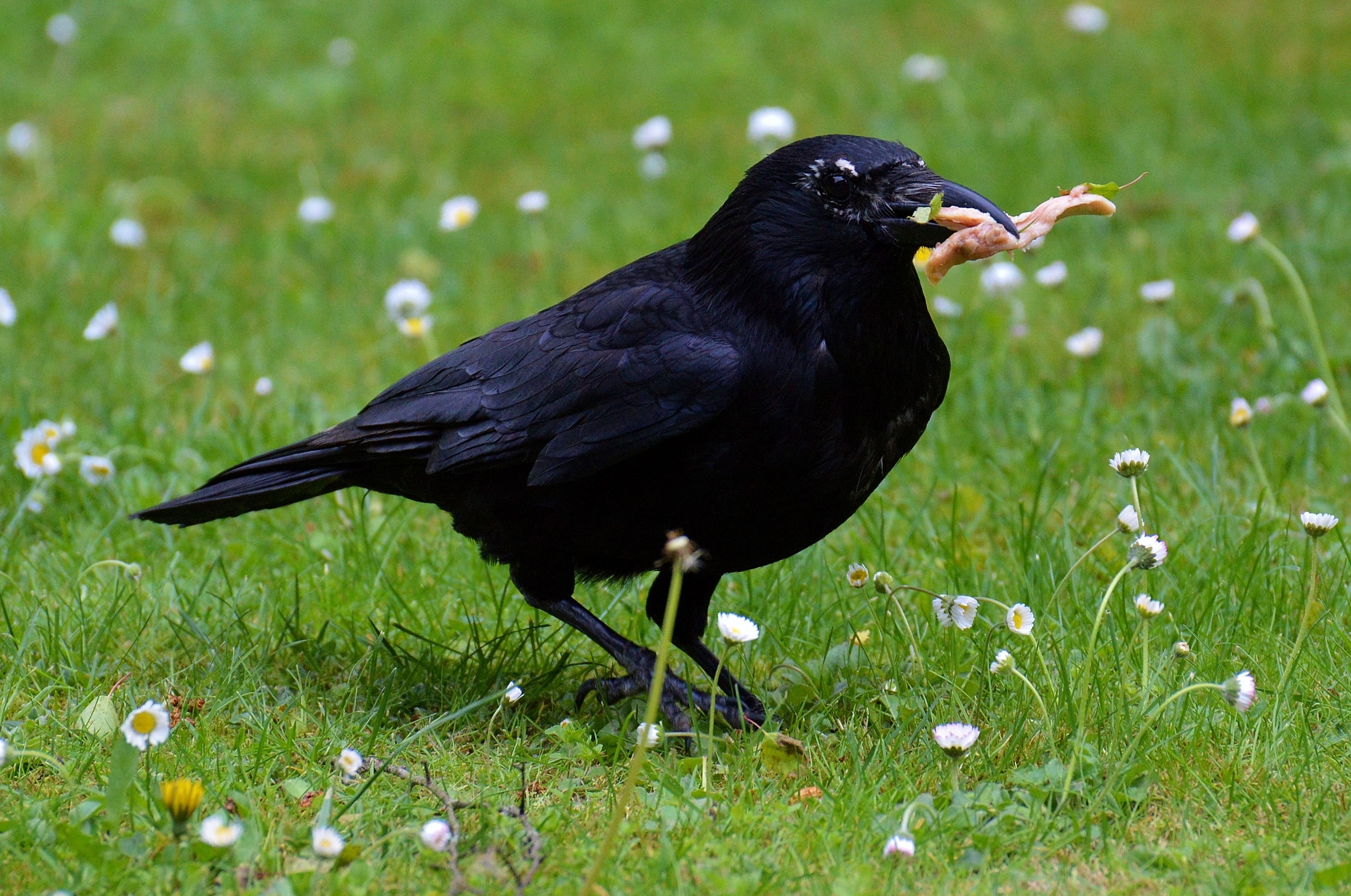 black raven on grass field