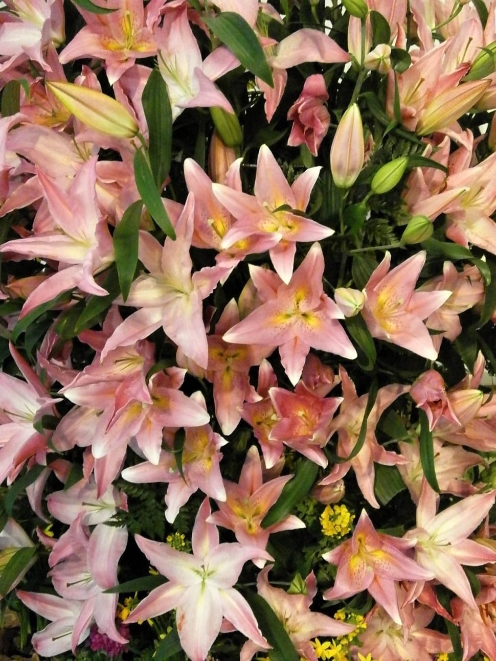 pink tiger lilies preview