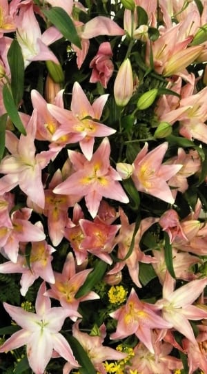 pink tiger lilies thumbnail